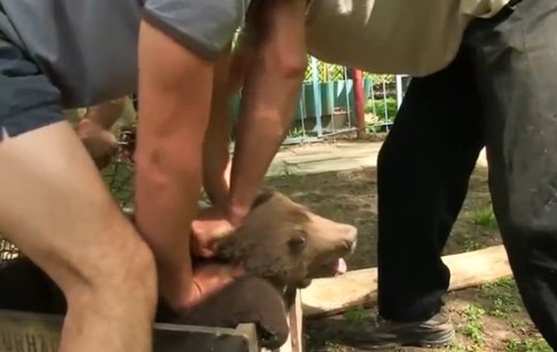 IMAGINI ȘOCANTE! Un pui de urs este răpit și chinuit pentru a fi vândut ilegal