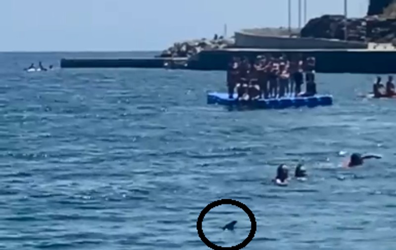 Panică printre turiștii de pe plaja de la Portbou, pe coasta catalană a Mediteranei, după ce doi rechini albaștri au apărut aproape de țărm