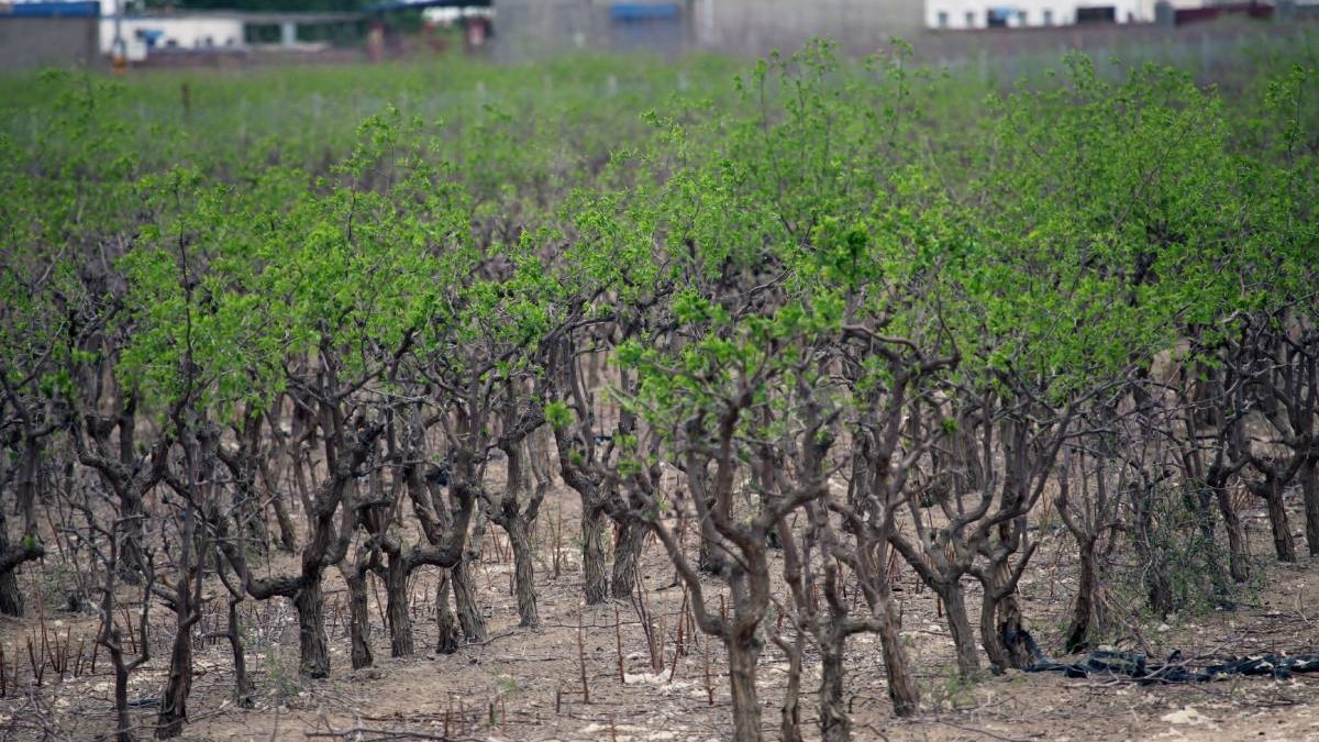 Curmalul chinezesc, cultura rară care poate transforma un hectar într-o afacere de 100.000 de euro: produce până la 40 de tone și s-a adaptat perfect în România. Imagine cu caracter ilustrativ. Sursă foto: Getty Images