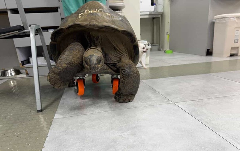 Țestoasa uriașă cu roți, soluția inedită a unui veterinar din Filipine: „Când nu mai poți merge, iei skateboardul”