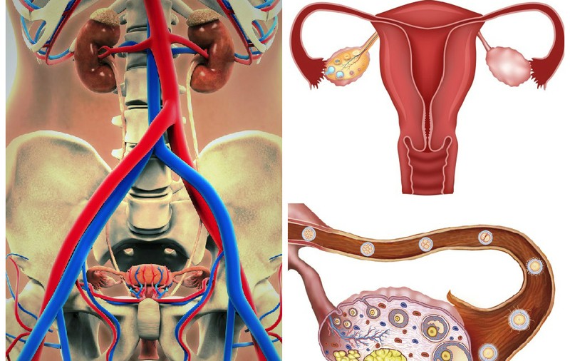 CICLUL MENSTRUAL, OGLINDA SĂNĂTĂŢII TALE. CE TREBUIE SĂ ŞTII