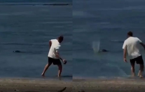 Un turist se laudă cu „nu-mi pasă, sunt bogat” în timp ce aruncă cu pietre în capul focilor