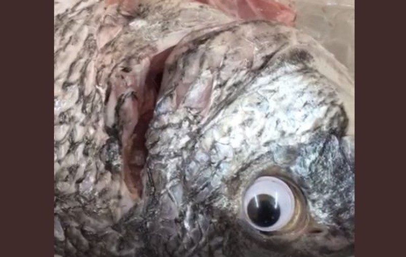 Un pescar le lipea ochi falşi peştilor, ca să pară mai proaspeţi. Omul a rămas fără tarabă