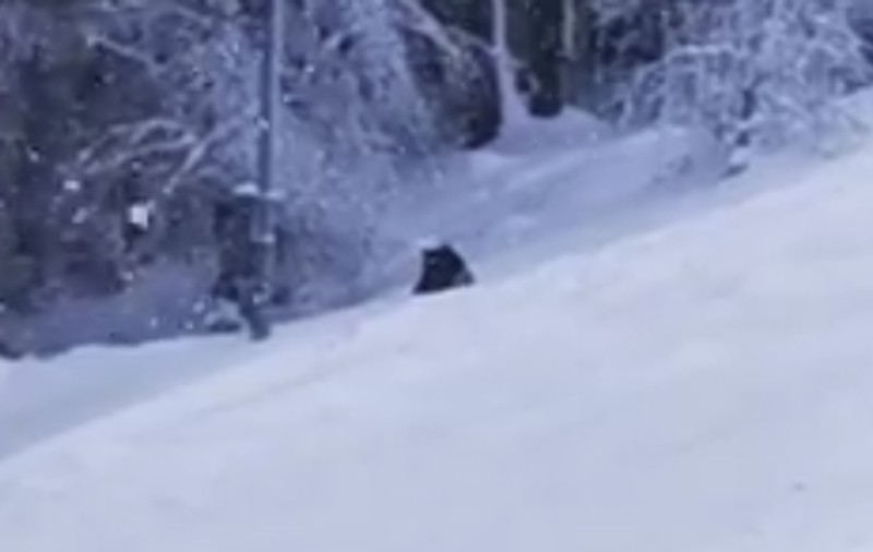 VIDEO | Un urs a ajuns pe pârtia Clăbucet din Predeal, în apropierea turiștilor