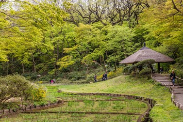 Meiji Jingu din Tokyo