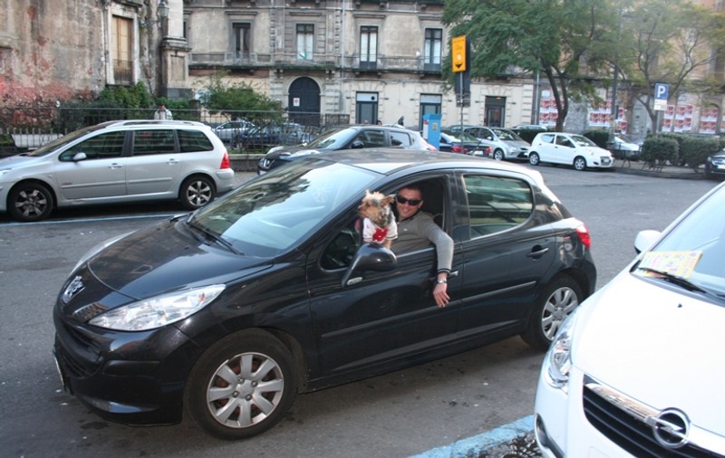 La plimbare, în ritm de manele, cu bichonul pe portiera maşinii 