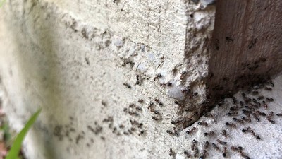 Colony,Of,Ants.,A,Path,Of,Black,Ants.,Ants,In