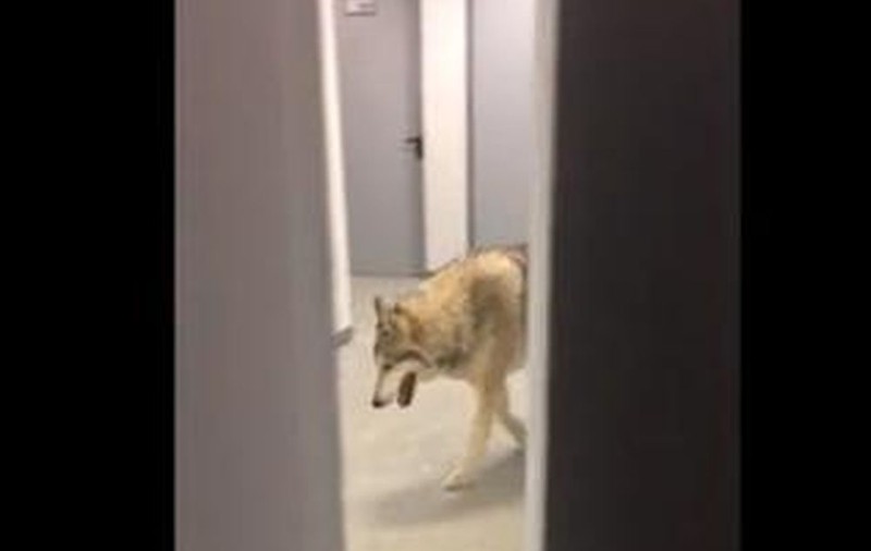 UN LUP A INTRAT ÎN HOTEL! O sportivă de la JO de la Soci A TRĂIT COŞMARUL VIEŢII. Fiara a fost filmată 18 secunde l VIDEO terifiant
