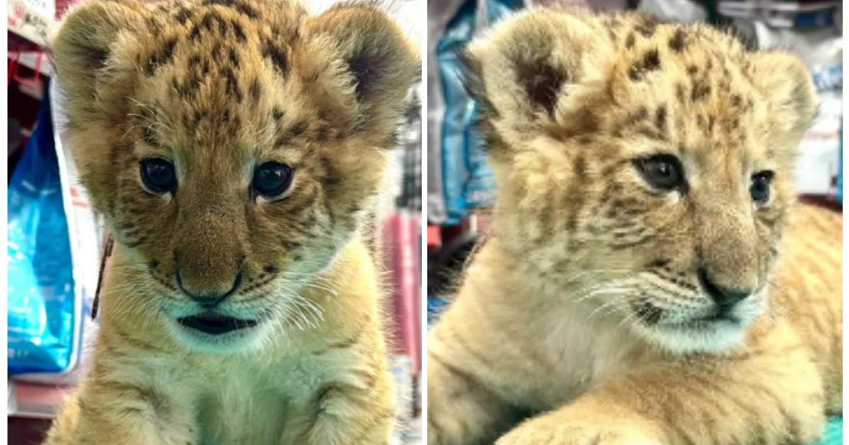 Ligrul de la parcul zoo din Suceava