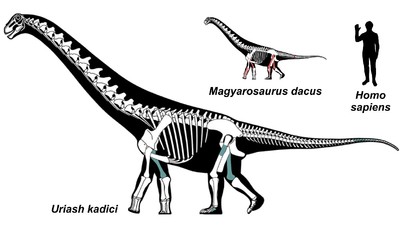 Două specii noi de dinozauri descoperite în Geoparcul Țara Hațegului