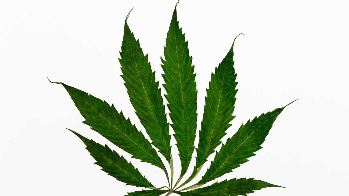 Parlamentul olandez legalizează cultivarea marijuanei