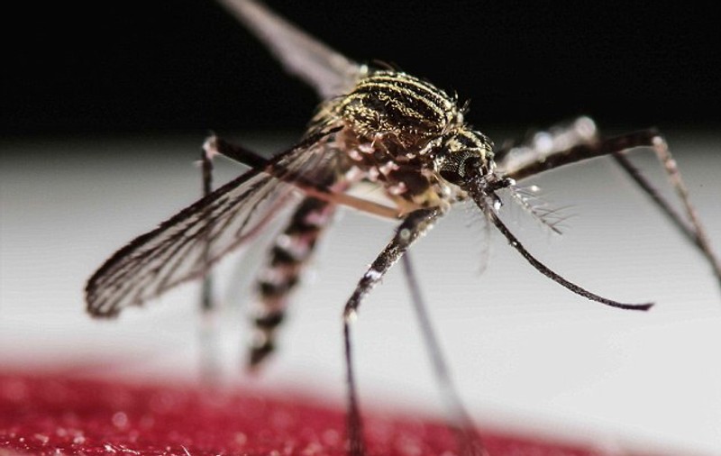 VIRUSUL ZIKA, detectat în Europa! Primele două cazuri de infectare în Irlanda