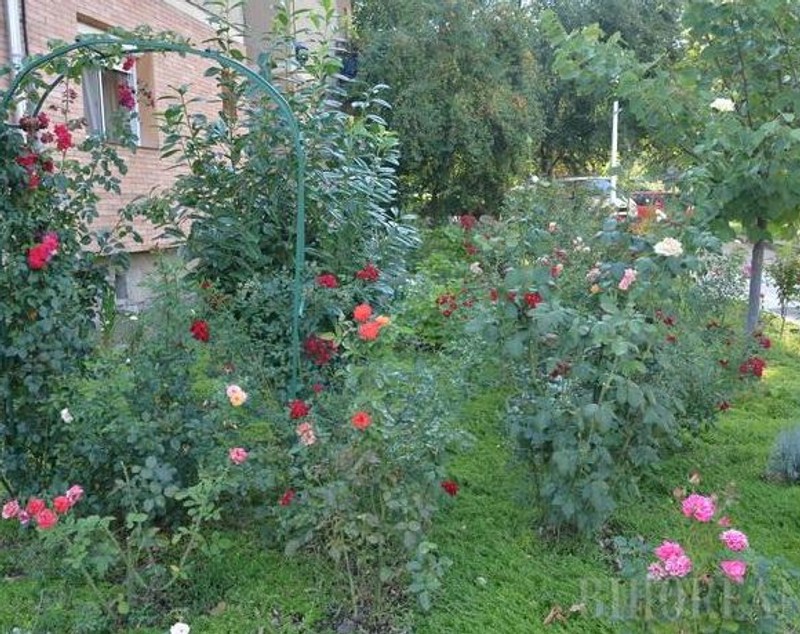 O orădeancă a transformat spaţiul din jurul blocului într-o grădină de toată frumuseţea GALERIE FOTO