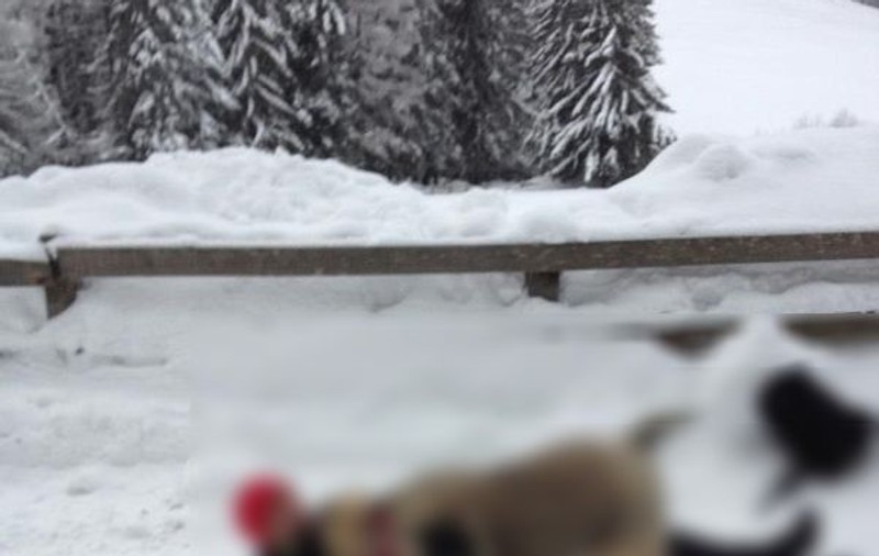 Mircea Badea, pus la pământ! Vezi cine a îndrăznit! | FOTO