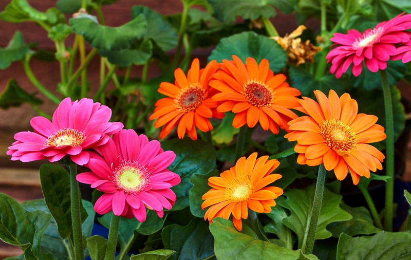 Gerbera - plantare și îngrijire. Cum să te bucuri de aceste flori mult timp