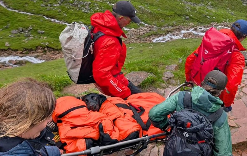 Tokyo, un labrador de 25 de kilograme, coborât „drogat” pe targă de pe cel mai înalt munte din Marea Britanie