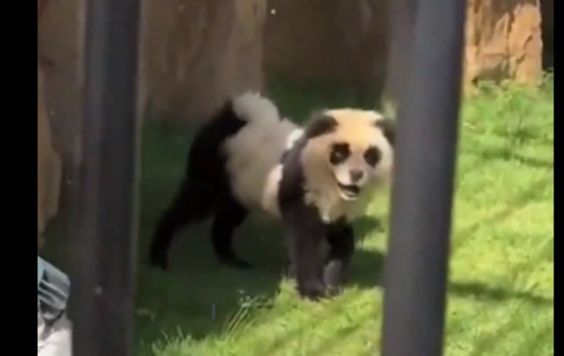 „Doamne, latră? Dați-ne banii înapoi!”. Încă o grădină zoologică din China a vopsit câini Chow Chow și i-a prezentat drept urși panda | VIDEO