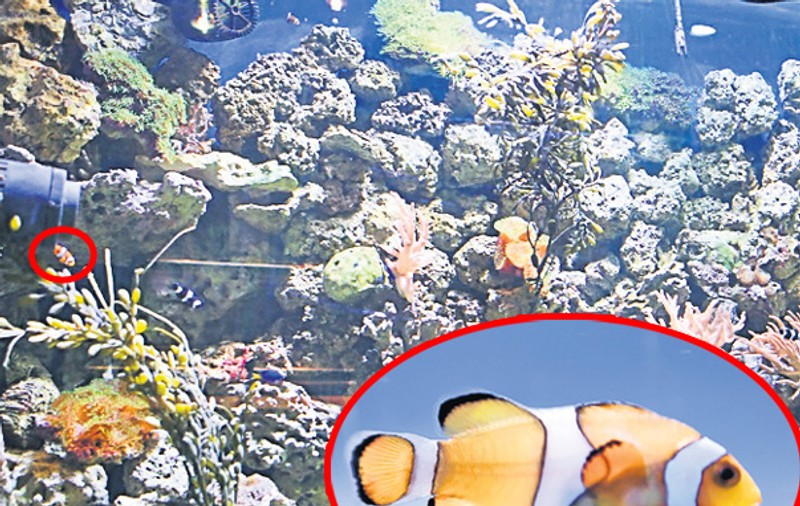 Nemo există! E la Zoo Bucureşti
