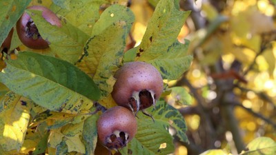 Moșmon îngrijire și plantare