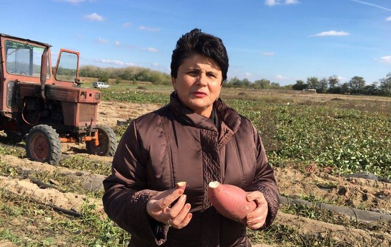 Pepenii de Dăbuleni au fost înlocuiți de cartofii dulci. Oltenii se reinventează