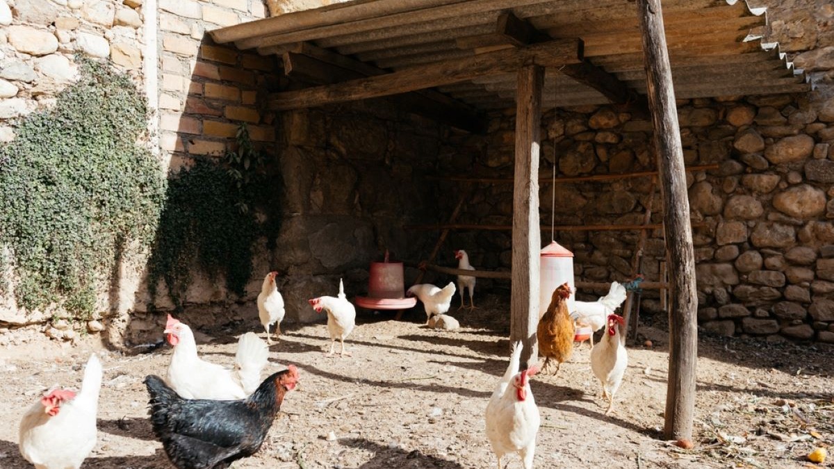 Ce este gripa aviară şi cum se poate răspândi la oameni