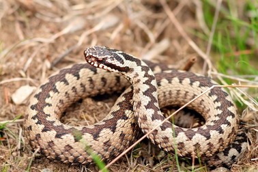 Vipera europeana