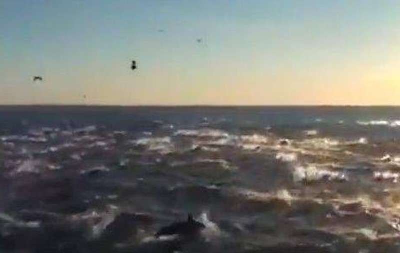 Mii de delfini au fost filmaţi simultan în largul coastei din San Diego | VIDEO INCREDIBIL