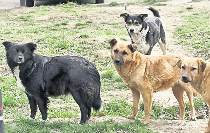 Medicii veterinari vor castra câte 70 de câini pe zi