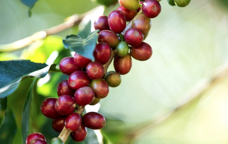 Ce este cafeaua Single Origin?