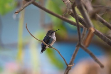 Pasărea Colibri Helena