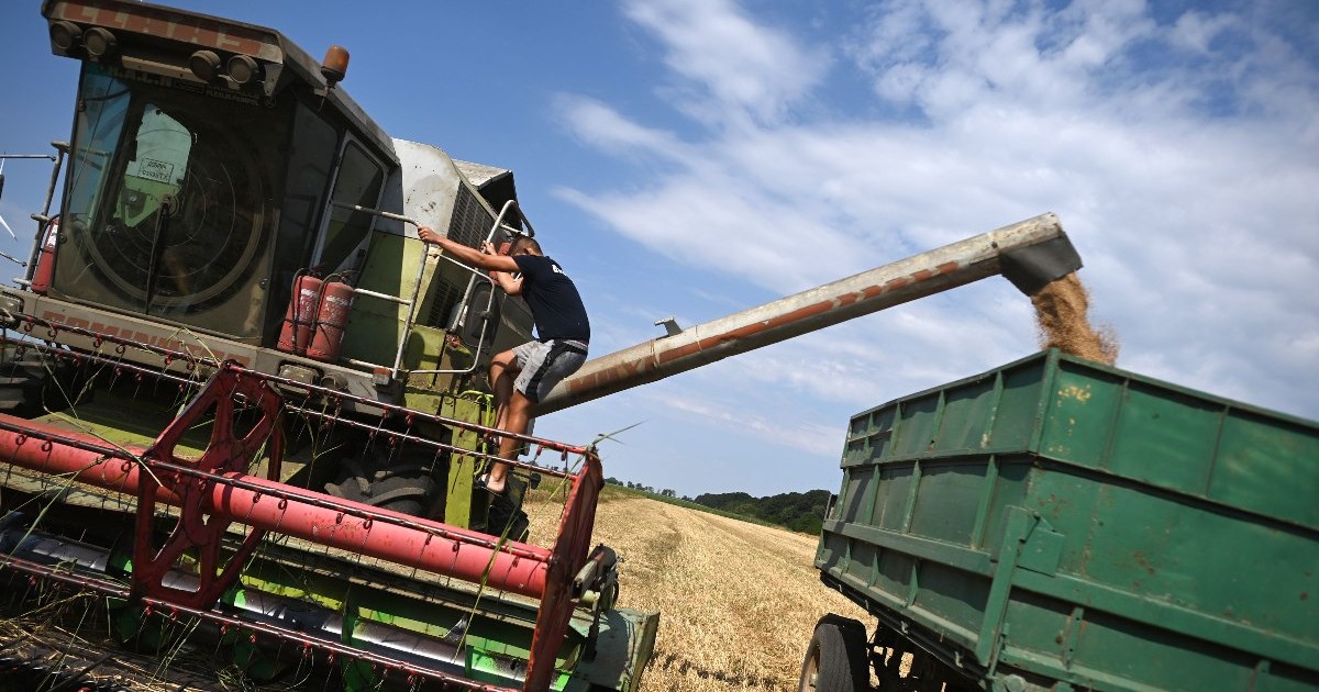 O combină de recoltat golește grâul într-o remorcă în timpul recoltării pe un câmp din apropierea orașului Shabla, Bulgaria, 10 iulie 2023
