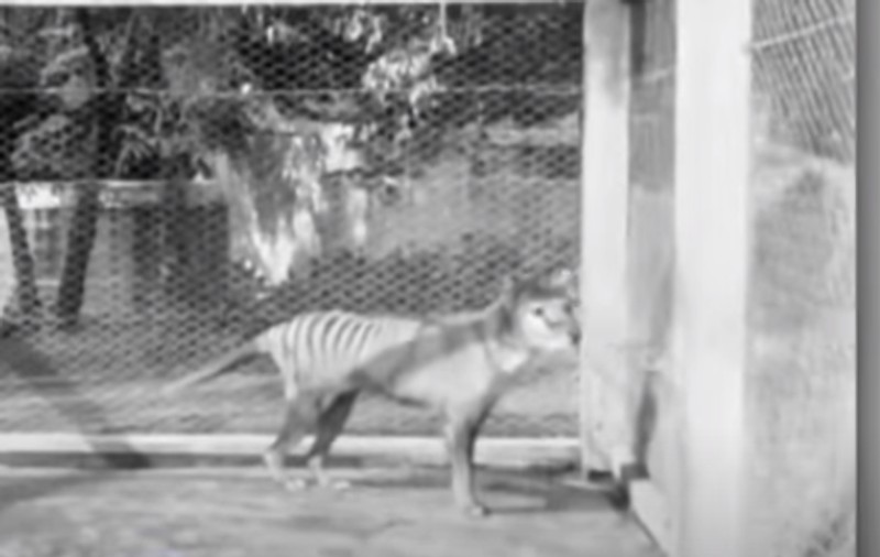 VIDEO | Imagini din 1935 cu tigrul tasmanian au fost descoperite recent