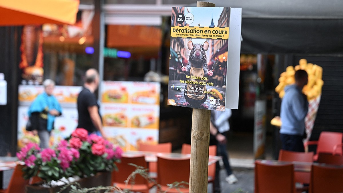 Șobolani în Bruxelles