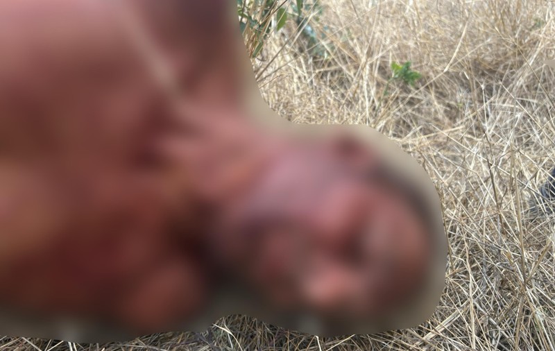 Un bărbat a fost ucis cu toporul în propria curte, în Mehedinți. Criminalul a sărit gardul și i-a cerut ceva soției victimei