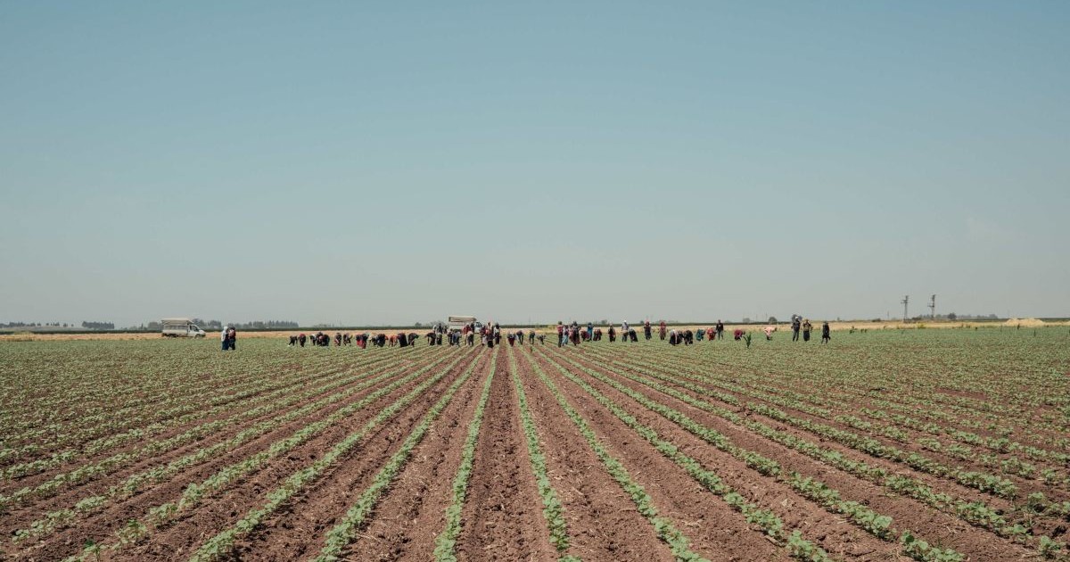 Teren agricol cu muncitori pe el
