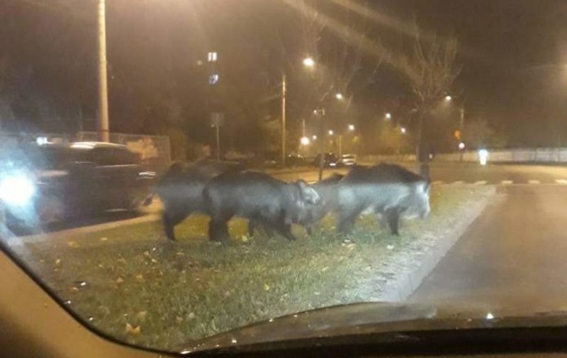 Mai mulți mistreți au fost văzuți noaptea trecută plimbându-se pe străzile Craiovei!