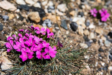 Garoafe Dianthus sylvestris