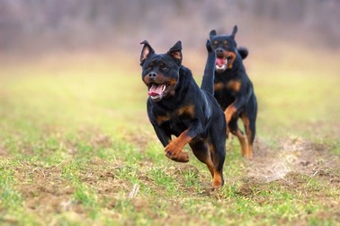 Rottweiler - personalitate și temperament