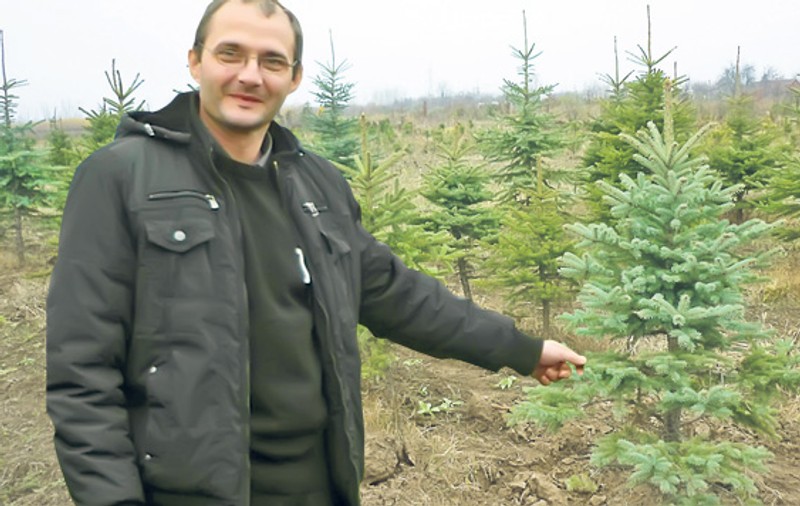 "Nu vă înghesuiţi la brazii din import". Specialiştii spun că cei autohtoni vor fi mult mai accesibili