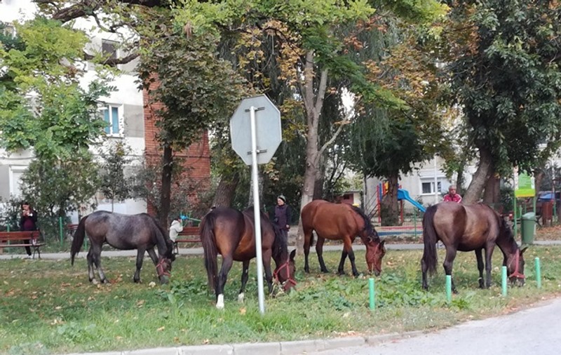 O herghelie a ieșit pe un bulevard din Timișoara. Șapte cai, la păscut