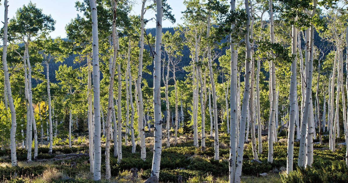 Pădurea de plopi tremurători „Pando Clone”, cunoscută și sub numele de „Gigantul Tremurător”, colonie clonală a unui singur exemplar de plop tremurător mascul, Utah.