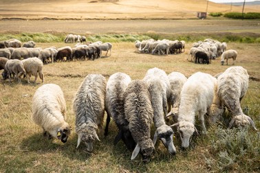 În zona Moldovei, câmpiile au fost pârjolite, lăsând fără mâncare turmele fermierilor Foto: Vlad Chirea