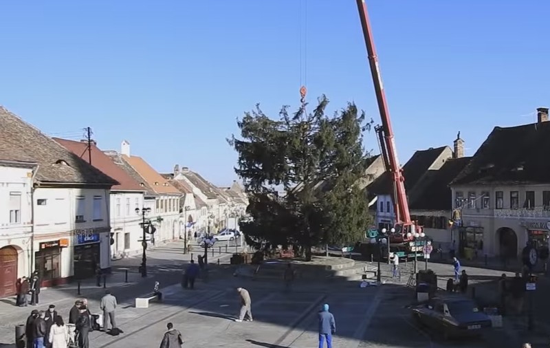 Cel mai înalt brad de Crăciun din România se află în județul Sibiu. Va fi gata împodobit până de Sfântul Nicolae