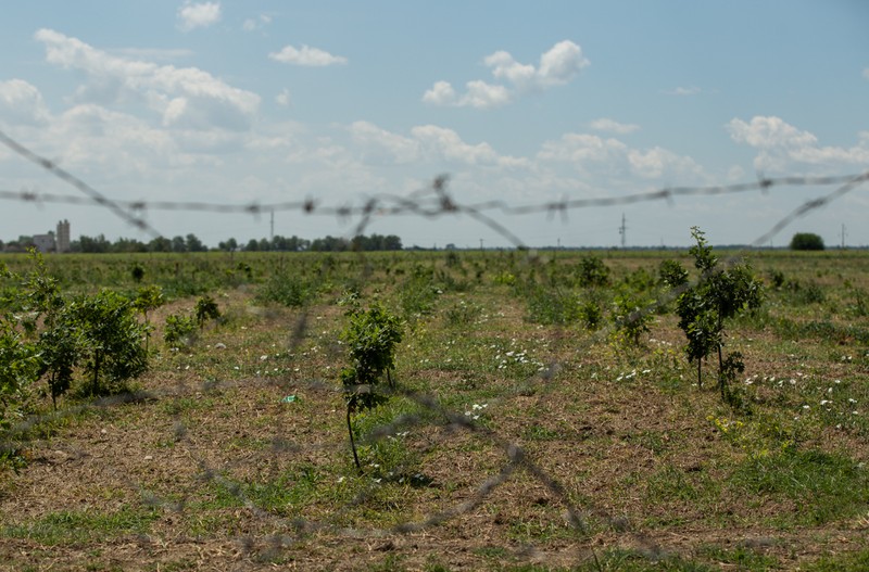 Asocierea de firme din Dolj a fost plătită să planteze peste 230.000 de puieţi