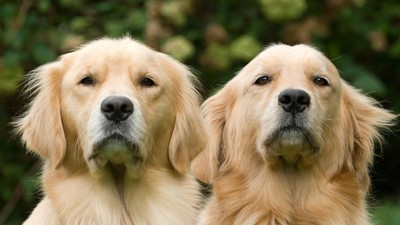 doi pui de câine din rasa golden retriever, identici