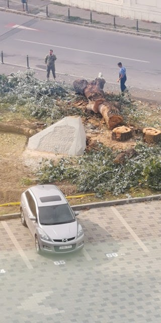Angajații MApN, surprinși în timp ce tăiau copacul