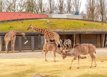 Zoo Amsterdam
