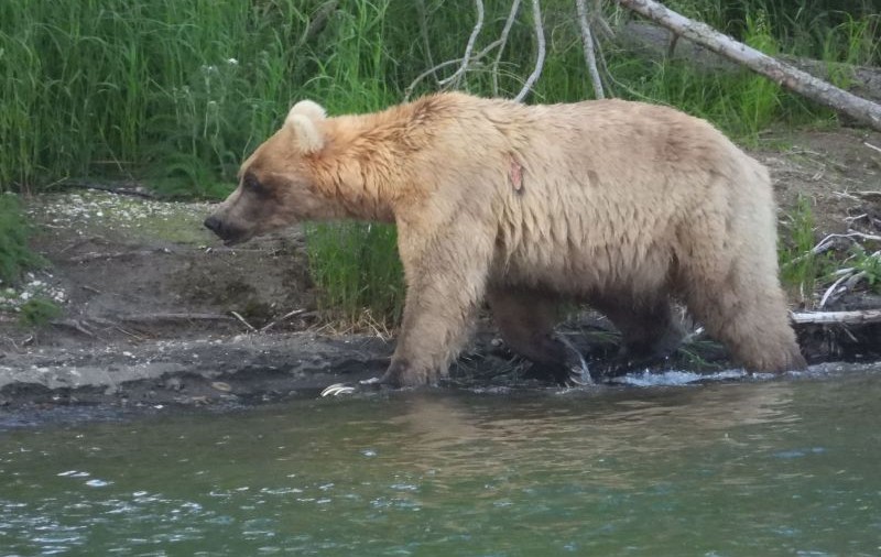 Alertă la grădina zoologică din Târgu Mureș după ce un urs aflat în libertate a intrat în incintă și a prins o căprioară