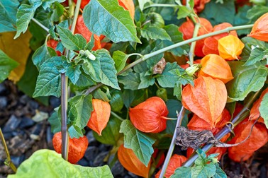 Planta de physalis