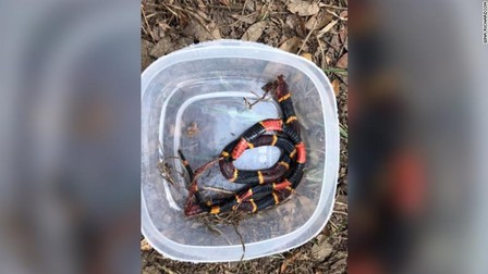 Șarpele coral a fost decapitat, după ce a fost mușcat de pitbull/ foto: CNN